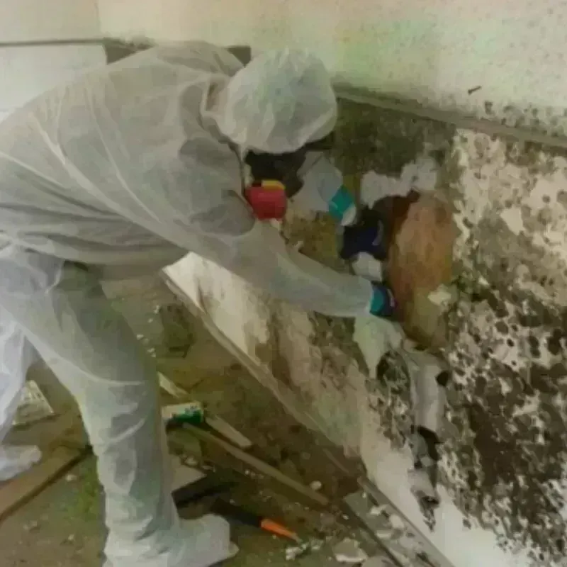 Mold Remediation and Removal in Caledonia, NY